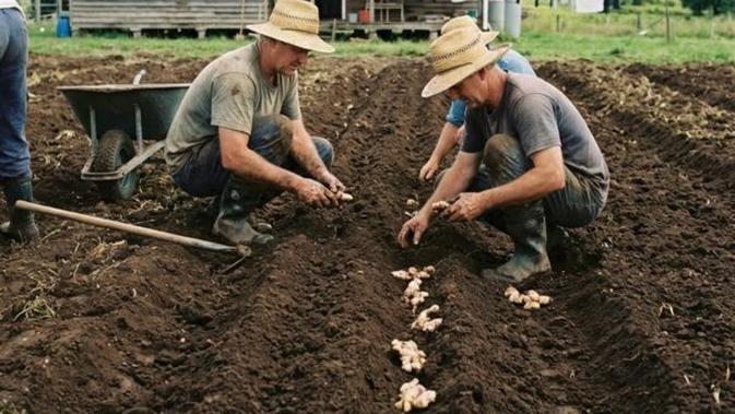 Rahasia Hasil Panen Jahe Melimpah di Lahan Terbuka