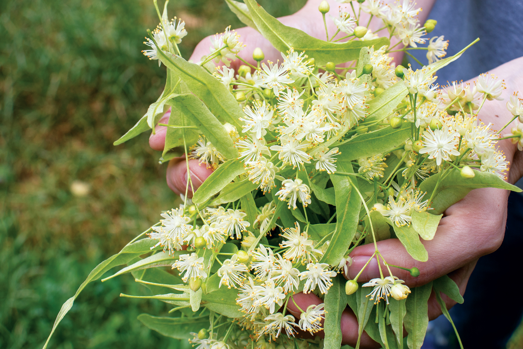 Memanfaatkan Daun Pohon: Potensi Rasa dan Gizi