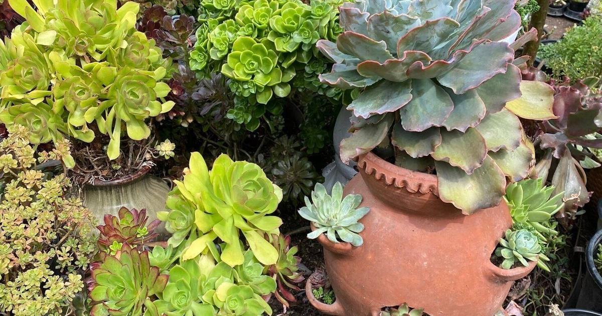 Pot Stroberi: Lebih dari Just Menanam Buah