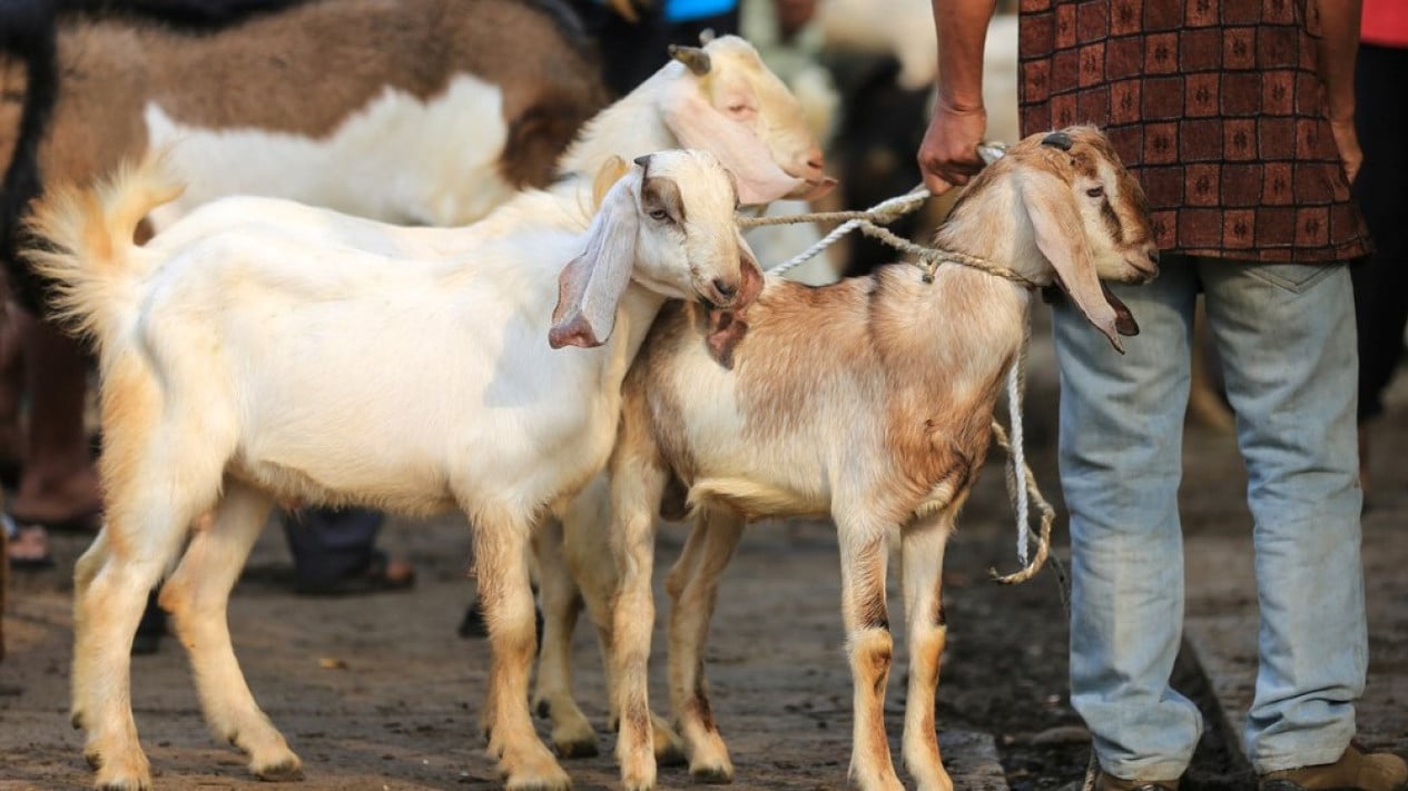 Hilangkan Bau Prengus Kambing dengan Trik Ampuh Ini